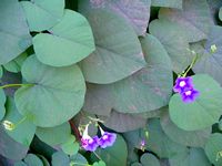 Ipomoea tricolor allP-t.JPG